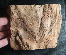 Lepidodendron mannebachense -  Beautiful, perfectly preserved fossils branches picture