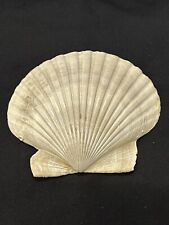 RARE Fossilized SCALLOP Shell From Central Florida - Pliocene Era. picture