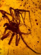 Burmite Fossils Cretaceous amber spider insect amber Burmese fossil Myanmar picture