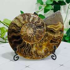 377g Natural Ammonite Fossil Quartz Slice Crystal Mineral Specimen Decoration picture
