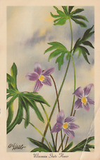 Vintage Postcard Wisconsin State Flower Violet Unposted Flowers picture