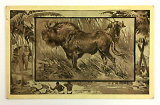 African Animals Postcard With Misprint Error By M J Mintz Chicago Unposted 1909 picture