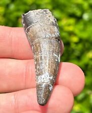 BIG Suchomimus Dinosaur Tooth Fossil from Niger 1.9” Spinosaurus Relative picture