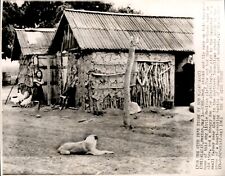 LG50 1963 AP Wire Photo POVERTY STRICKEN ALAZAN MEXICO MUD & STICK FAMILY HOUSE picture