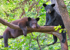 Black Bears in a tree - 3D Lenticular Postcard Greeting Card   picture