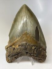 Megalodon Shark Tooth 6.02” Massive - Authentic Fossil - Beautiful 9402 picture