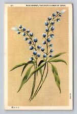 Blue Bonnet, State Flower Of Texas, Antique, Vintage Souvenir Postcard picture