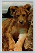 Young Male Lion Vintage Postcard picture