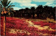 Coachella Valley California Scenic Desert Landscape Flowers Chrome Postcard picture