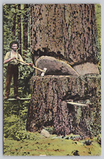Postcard Washington Lumberjack Logger Felling a Giant Cedar picture