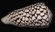 101 mm HUGE & FAT Conus Marmoreus Cone Seashell Sea Shell picture