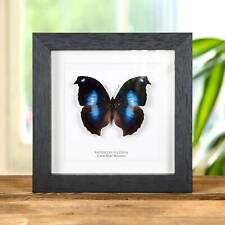 Great Blue Moonset Taxidermy Butterfly Frame (Napeocles jucunda) picture