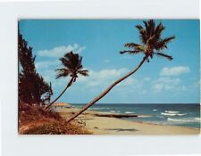 Postcard Whispering Palms on the Florida Coastline USA picture