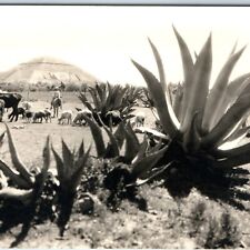 c1940s Teotihuacan Mexico RPPC Agave Farm Ancient Pre-Aztec Ruin Real Photo A141 picture