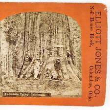 Giant Sequoia Tree Yosemite Stereoview c1870 California Park Valley Photo A2694 picture