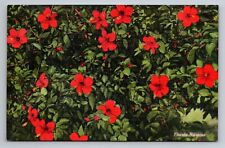 Hibiscus Blossoms In Florida Vintage Unposted Linen Postcard picture