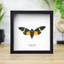 Orange Cicada (Tosena Pavei) Handcrafted Insect Bug Box Frame picture