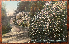 Vintage Postcard 1912 Mile of Roses, Smiley Heights, Redland, California (CA) picture