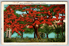 c1930s Royal Poinciana Trees in Bloom Florida Vintage Postcard picture