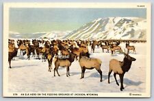 Elk Herd, Jackson, Wyoming Vintage Postcard picture
