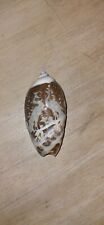 Vintage Hand Carved Olive Sea Shell Seashell Egrets Beautiful Details picture
