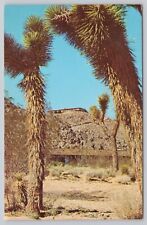 Apple Valley California, Joshua Trees in the Desert, Vintage Postcard picture