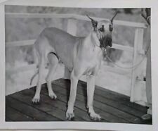 Beautiful Great Dane Fawn Original Vintage Photo 1950s 4x5 Inch Excellent  picture