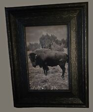 Buffalo Photo Framed 4x6 Black And White Glossy Buffalos Photograph Art picture