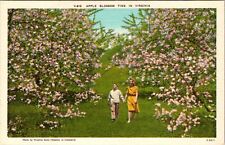 VA-Virginia, Scenic View Apple Blossoms, Vintage Postcard picture