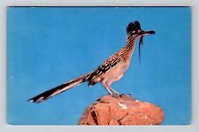 The Desert Road Runner, Bird, Animals, Vintage Postcard picture