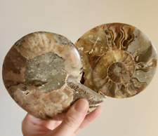 Ammonite Fossil Matched Halves Red Flash Large Tall Big Crystal Chakra Gemstone picture