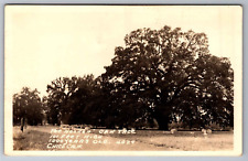 Postcard The Hooker Oak Tree 1000 yrs. Old Chico California RPPC Unp.   B23 picture