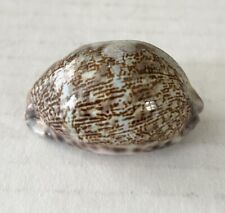 Cypraea Tigris Tiger Cowrie Shell picture