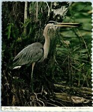 Postcard - Great Blue Heron picture