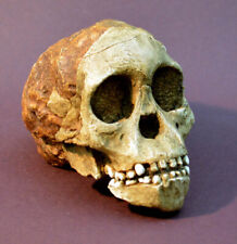 Australopithecus Africanus 