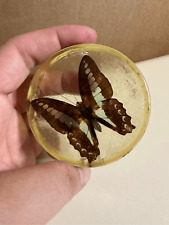 Vintage Common BlueBottle Real Butterfly in Acrylic Case 2.5” Taxidermy picture