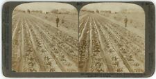 c1890's Stereoview Card Strawberry Fields Hood River Valley, Mt Adams, OR picture