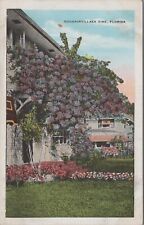 c1920s Postcard Bougainvillaea Vine in Florida UNP 5796.2 MR ALE picture