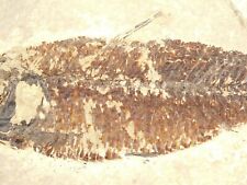 Visible SCALES On This 50 Million Year Old FISH Fossil With Stand Wyoming 659gr picture