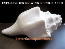Loud Sound Shankha Blowing 6.5