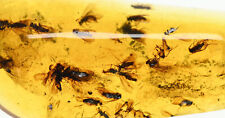 Large swarm of Trichoptera (Caddisfly) in Burmese Amber picture