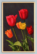 Tulip Hybrids, Scenic Flowers, Vintage Postcard picture