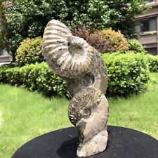 4.07LB TOP Natural Beautiful ammonite fossil conch Crystal specimen heals 1511 picture