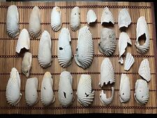 HUGE Lot of 26 Rare Angel Wing Clam Cyrtopleura Costata Seashell Crafting Shells picture