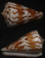 Tonyshells Seashells Conus capitanellus LITTLE CAPTAIN CONE HUGE 30.7mm F+++/GEM picture