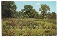 Vintage Minnesota Chrome Postcard Magnificent Rose Gardens Minneapolis Parks picture