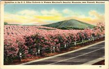 Hancock MD-Maryland, R.S. Dillon Orchards In Springtime, c1946 Vintage Postcard picture