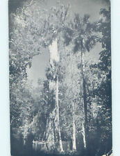 1950's FLORIDA BIG TREE Between Sanford & Orlando Florida FL AD5546 picture