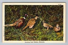 Wadena MN-Minnesota Greetings Birds Wild Life Scene Vintage Souvenir Postcard picture