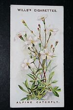 ALPINE CATCHFLY  Vintage 1913 Botanical Card    picture
